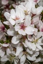 Japanese Flowering Cherry `Berry`